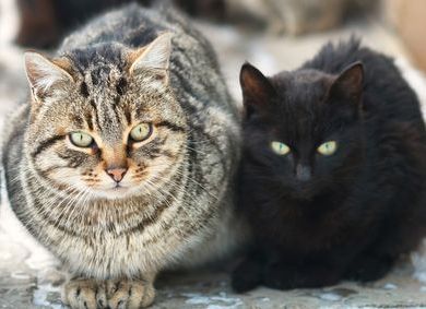 Le caractère du chat : les différences et points communs entre chats