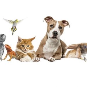 formation pour chiens, chats et NAC en ACACED avec Vox Animae