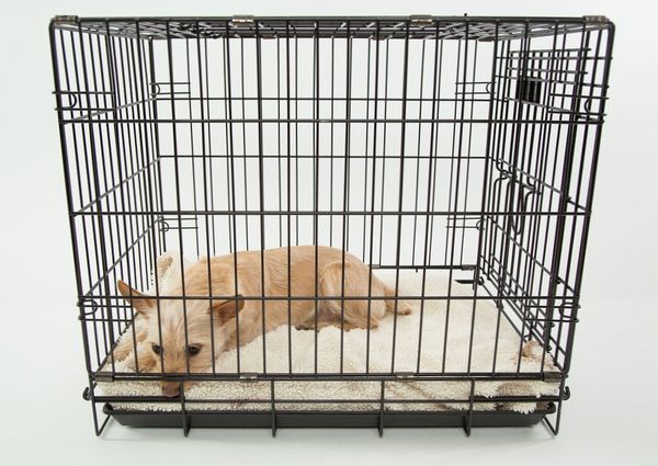 La cage pour chien : prison ou solution ? - Vox Animae
