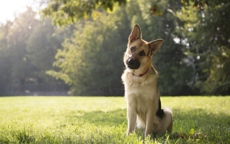 chien imprévu