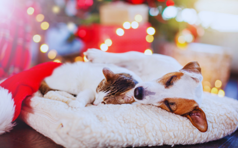 image chien chat noel