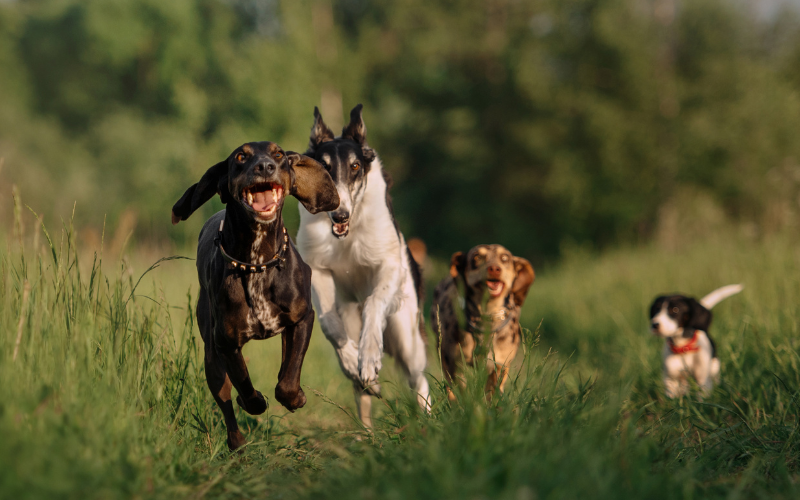 lâché de chiens