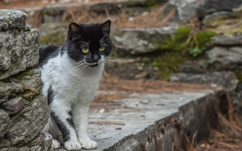 chat libre